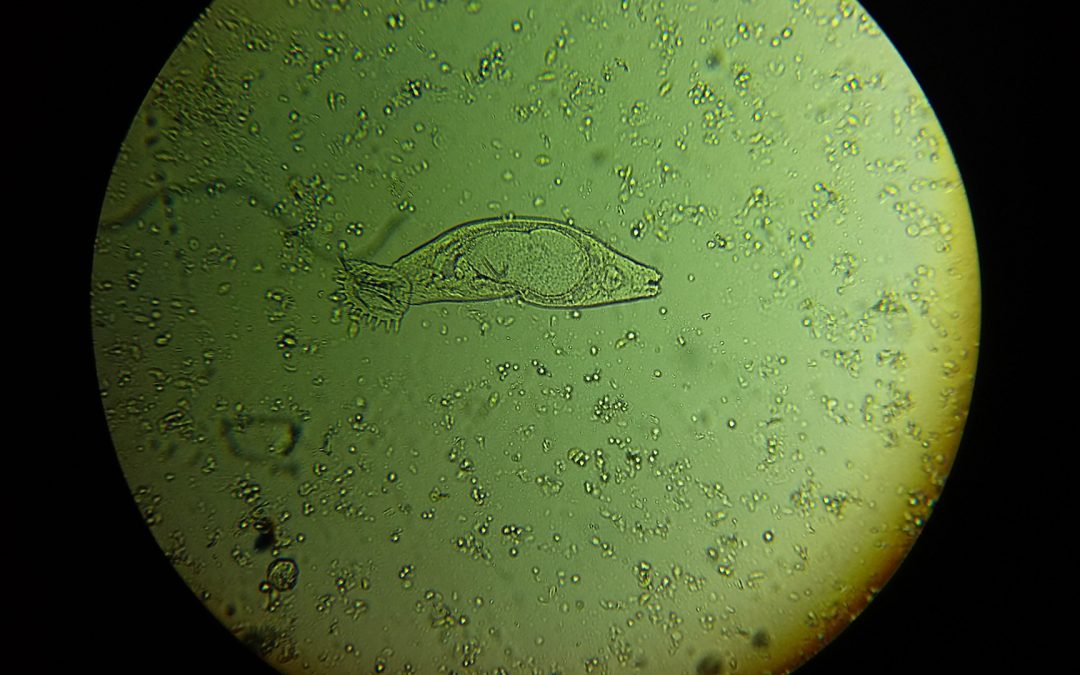 Warum eine Quarantäne bei neuen Teichbewohnern wichtig ist